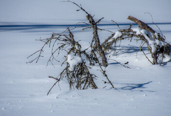 Fototapeta na wymiar Dead tree trunk in the Canadian forest