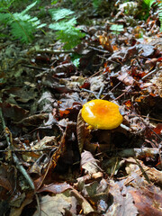 mushroom in autumn forest