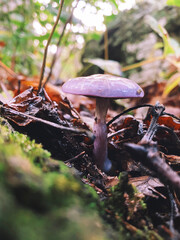 mushrooms in the forest