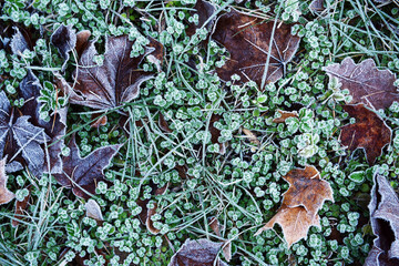 maple leaves covered with frost. texture