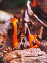 mushrooms on a grill