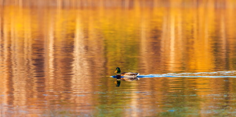 Ducks in the autumn pond