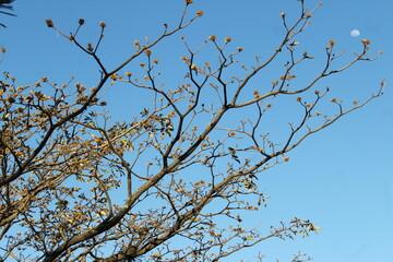 Ramas de árbol sin hojas 