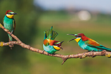 birds of paradise during mating games