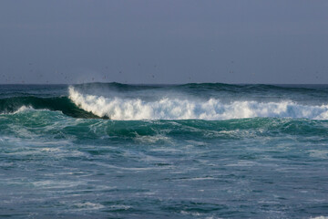 Fototapeta premium Green waves with foam, dark blue sky and seagulls at the Atlantic Ocean at beautiful coast of Portugal during late autumn day blue hour