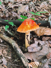 mushroom in the forest