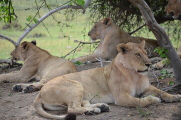Fototapeta na wymiar Pride of Lions in the Okavango Delta