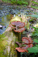 red and yellow leaves