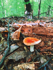 mushroom in autumn forest