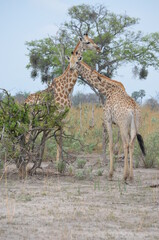 Giraffes in the Okavango Delta