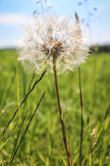 Dandelion gone to seed, known as dendelion clock, with tiny florets.