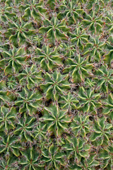 CANARY ISLANDS LANZAROTE CACTUS