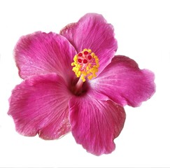 Pink color hibiscus with five petals and white background.