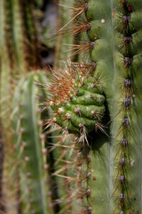 CANARY ISLANDS LANZAROTE CACTUS