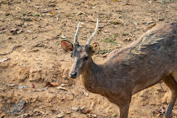 Rusa deer in the wild