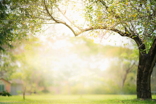 Nature of green tree in forest using as natural greenery background or wallpaper  