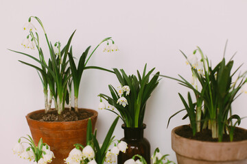 Gardening spring flowers in rustic home. Hello spring. Plants in pots and flowers in glass bottles