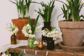 Spring plants in clay pots and flowers in glass bottles on rustic wood with textile. Hello spring