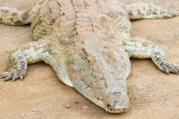 Fototapeta premium Close up of crocodile head in Kruger National Park
