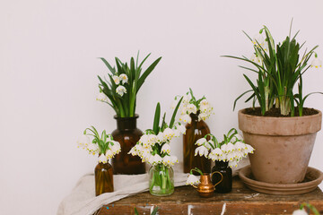 Spring plants in clay pots and flowers in glass bottles on rustic wood with textile. Hello spring