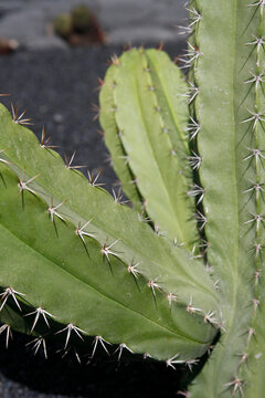 CANARY ISLANDS LANZAROTE CACTUS