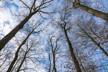 On this frosty winter morning, the bare treetops stand out sharply against the blue sky with white clouds in the De Horsten park in Wassenaar