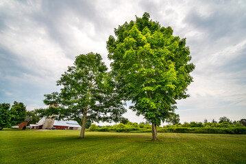 Two lush trees under overcast sky