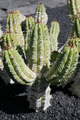 CANARY ISLANDS LANZAROTE CACTUS