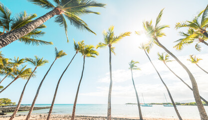 Summer beach background palm trees against blue sky , tropical Caribbean travel destination.