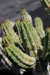 CANARY ISLANDS LANZAROTE CACTUS