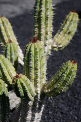 CANARY ISLANDS LANZAROTE CACTUS