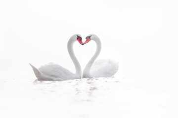 Heart shape of white swans in the sea, love