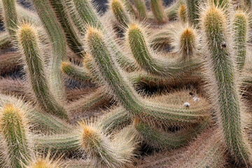 CANARY ISLANDS LANZAROTE CACTUS