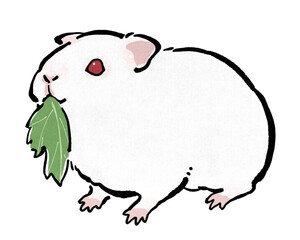 葉っぱを食べるアルビノのモルモット