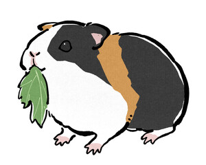 葉っぱを食べる三毛のモルモット