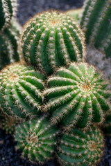 CANARY ISLANDS LANZAROTE CACTUS