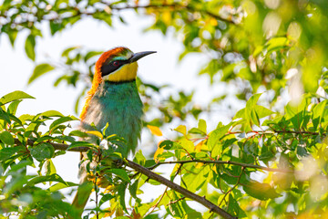 Bee-eater bird sitting inside the bush on a vivid summertime day.