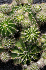 CANARY ISLANDS LANZAROTE CACTUS