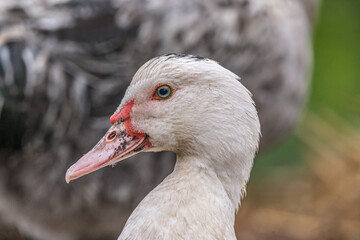 Ducks portrait sitting in a haystack. Authentic farm series.