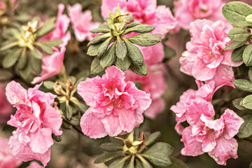 Background from pink rhododendron flowers. Spring bloom