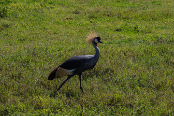 Fototapeta premium african crowned crane in national park Serengeti, Tanzania