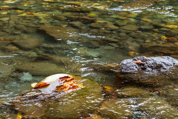 Yellow autumn leaves in the clear water of a mountain river.