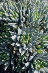 Fototapeta premium CANARY ISLANDS LANZAROTE CACTUS