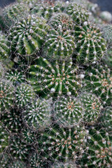 CANARY ISLANDS LANZAROTE CACTUS