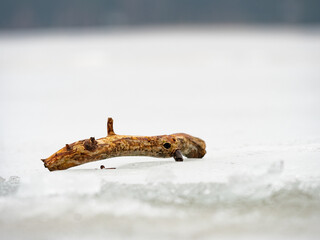 Wooden branch on chilling ice. Bright reflections in icicles, melting of iceberg