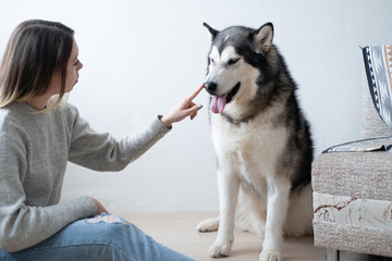 Caucasian woman training alaskan Malamute dog. Scolding.