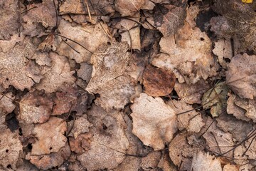 fall brown lying leaves and pine needles season background, autumn nature texture of a ground, fallen leaf backdrop