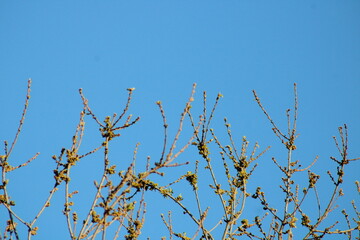 Bare oak tree against blue sky 