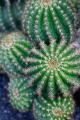 CANARY ISLANDS LANZAROTE CACTUS