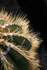 CANARY ISLANDS LANZAROTE CACTUS